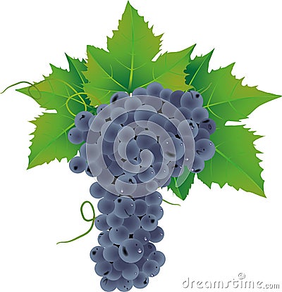 Vector Grape Stock Photo