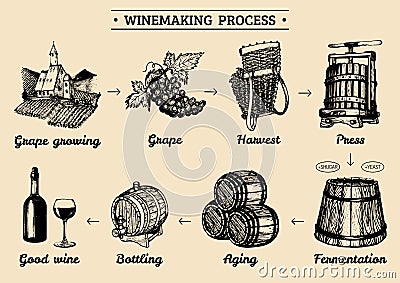 Vector grape infographics with illustrations of winery process. Sketched drawings of vine-making operations elements. Vector Illustration