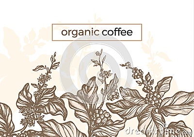 Vector graphic coffee tree branch, leaf, bean. Vintage Vector Illustration