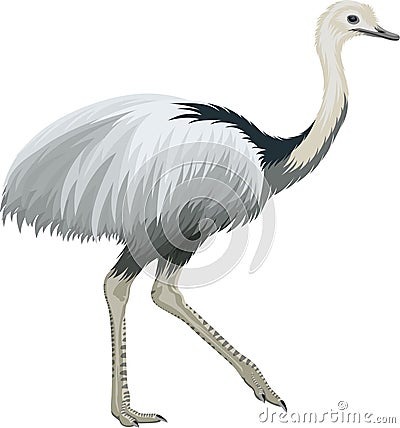 Vector greater rhea, flightless bird illustration Vector Illustration