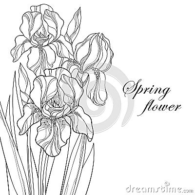 Vector greeting card with outline bouquet Iris flower, bud and leaves in black isolated on white. Floral element for spring design Vector Illustration