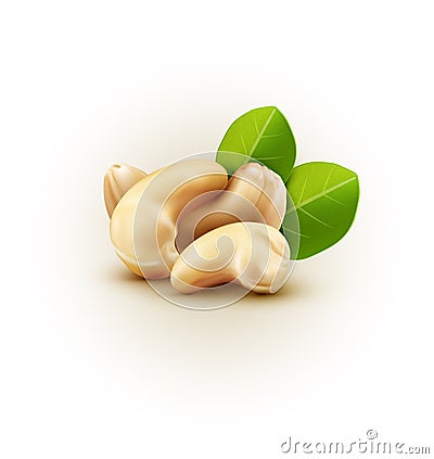 Vector group of cashew nuts isolated on white background Vector Illustration