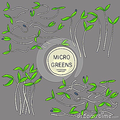 Vector microgreens growing in a pot. Wholesome, organic, healthy food. Greens, seeds for growing microgreens Vector Illustration