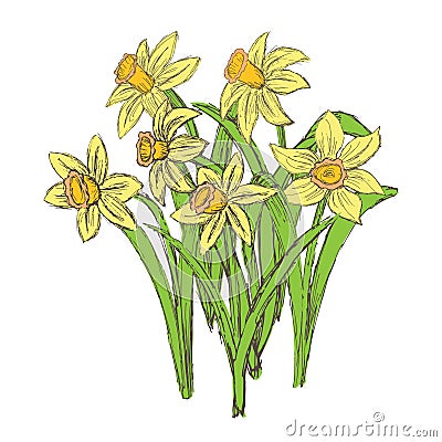 Vector grunge illustration of growing yellow daffodils isolated on white background. Flat vintage clipart of flowering plants of Vector Illustration