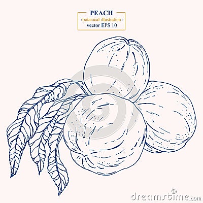 Vector hand darwn peach isolated on white background. Eps 10 Vector Illustration