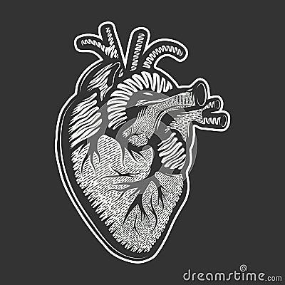 Vector hand dra style illustration for posters, decoration and print. Drawn sketch of anatomical heart in monochrome Vector Illustration