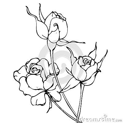 Vector hand drawing black and white roses Stock Photo