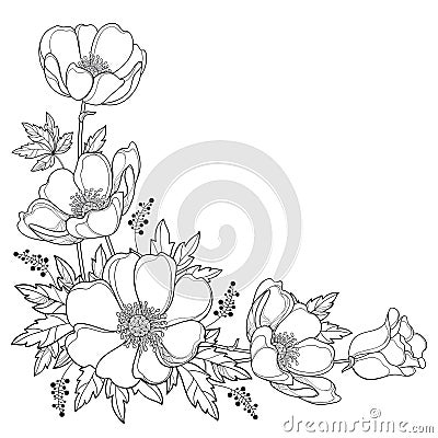 Vector hand drawing corner bouquet with outline Anemone flower or Windflower, bud and leaf in black isolated on white background. Vector Illustration