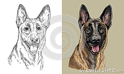 Vector hand drawing dog Belgian shepherd monochrome and color Vector Illustration