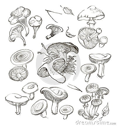 Vector hand drawing a set of mushrooms. Vector Illustration