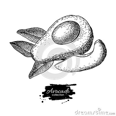 Vector hand drawn avocado, sliced piece and leaves. Vector Illustration
