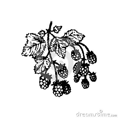 Vector hand drawn Berries raspberries branch hand drawn illustration on white background. Vector Illustration