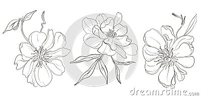 Vector hand-drawn black white peony flowers drawings. Beautiful monochrome abstract flower illustration. Hand drawn floral sketch Vector Illustration
