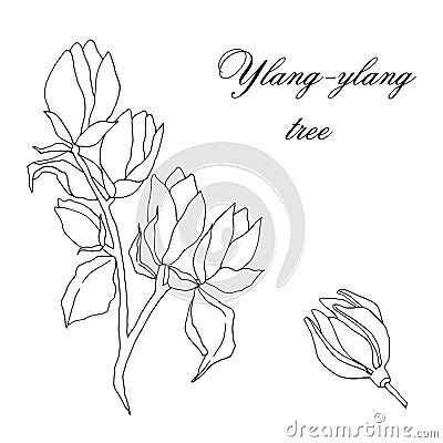 Vector hand-drawn branch of ylang-ylang tree isolated on white background Stock Photo