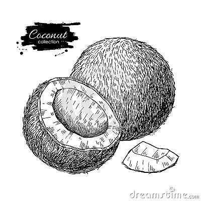 Vector hand drawn coconut. Tropical summer fruit engraved style Vector Illustration