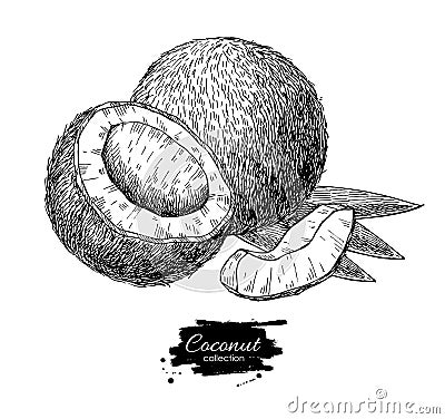 Vector hand drawn coconut. Tropical summer fruit engraved style Vector Illustration