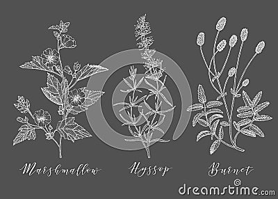 Vector medicinal herbs. Vector Illustration