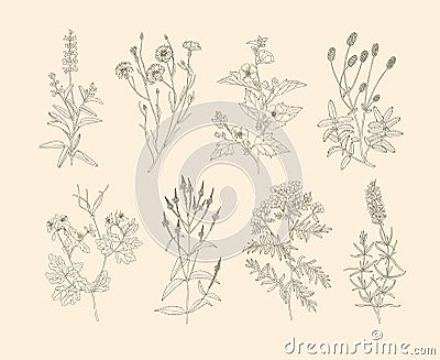 Vector medicinal herbs. Vector Illustration