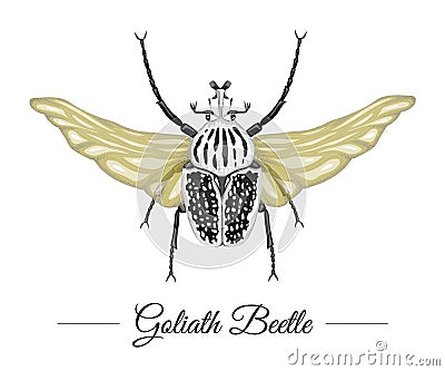 Vector hand drawn colored tropical goliath beetle with wings isolated on white background. Vector Illustration