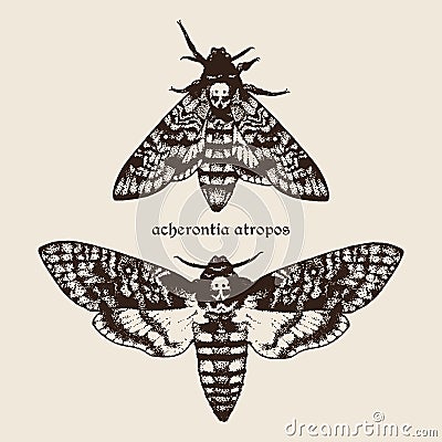 Vector hand drawn Deaths head hawk moths illustration. Vector Illustration