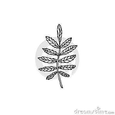 Vector hand drawn doodle sketch rowan leaf Stock Photo