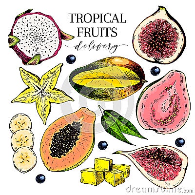 Vector hand drawn exotic fruits. Engraved smoothie bowl ingredients. Colored icon set. Tropical sweet food. Carambola Vector Illustration