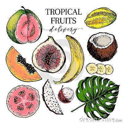 Vector hand drawn exotic fruits. Engraved smoothie bowl ingredients. Colored icon set. Tropical sweet food. Carambola Vector Illustration