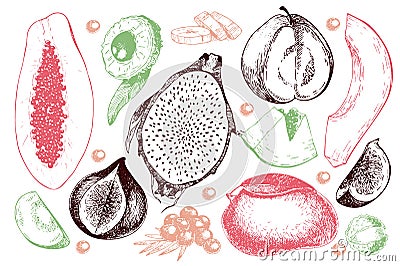 Vector hand drawn exotic fruits. Engraved smoothie bowl ingredients. Tropical sweet food. Carambola, guava, papaya, fig Vector Illustration