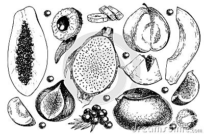 Vector hand drawn exotic fruits. Engraved smoothie bowl ingredients. Tropical sweet food. Carambola, guava, papaya, fig Vector Illustration