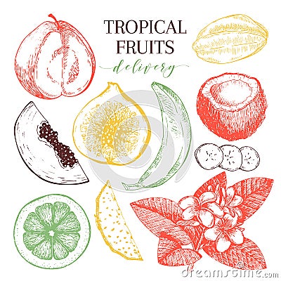Vector hand drawn exotic fruits. Engraved smoothie bowl ingredients. Tropical sweet food delivery. Guava, fig, coconut Vector Illustration