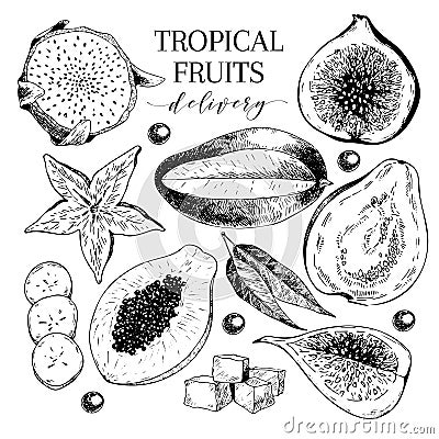 Vector hand drawn exotic fruits. Engraved smoothie bowl ingredients. Tropical sweet food delivery. Vector Illustration