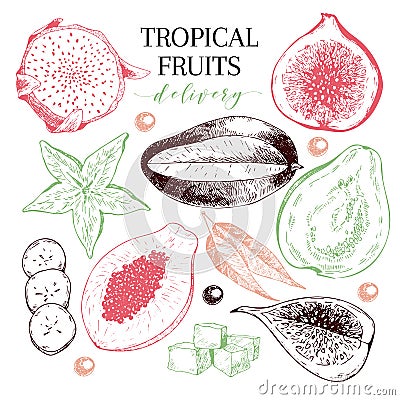 Vector hand drawn exotic fruits. Engraved smoothie bowl ingredients. Tropical sweet food delivery. Pitaya, carambola Vector Illustration