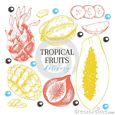 Vector hand drawn exotic fruits. Engraved smoothie bowl ingredients. Tropical sweet food delivery. Pitaya, carambola Vector Illustration