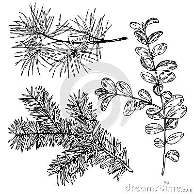 VEctor hand drawn fir, pine and boxwood branches. Vintage engraved botanical illustration. Christmas decoration. Vector Illustration