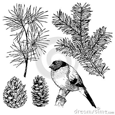 VEctor hand drawn fir, pine branch, pinecone, bullfinch. Vintage engraved botanical illustration. Christmas decoration. Vector Illustration