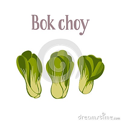 Healthy nutrition product. Fresh Bok choy Pak choi salad. Vector Illustration