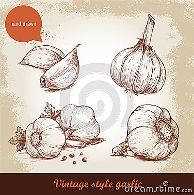 Vector hand drawn garlic set. Vector Illustration