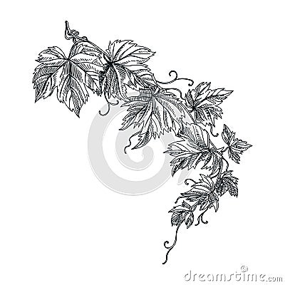 Vector hand drawn grapevine Illustration Vector Illustration