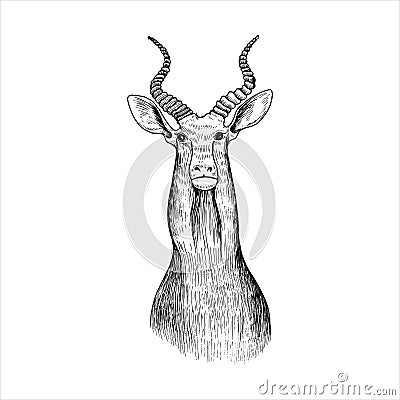 Vector hand drawn head of antelope Vector Illustration