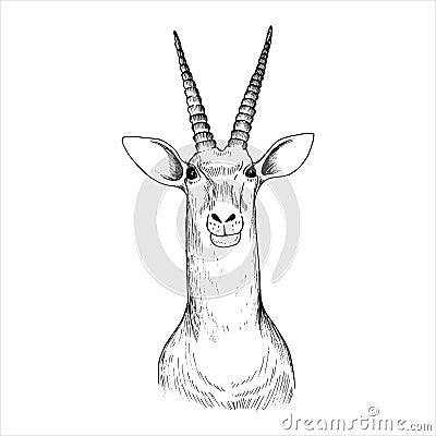 Vector hand drawn head of antelope Vector Illustration
