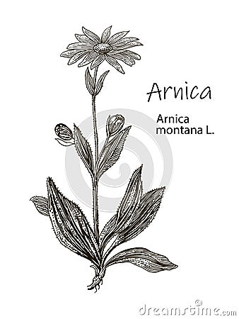 Vector hand drawn herb. Botanical plant illustration. Vintage medicinal herb sketch. Arnica Vector Illustration