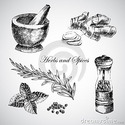 Vector hand drawn herbs and spices - ginger, pepper, mint. sketch designer elements Vector Illustration