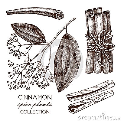 Vector hand drawn illustration of Cassia on white background. Kitchen spice sketch. Vintage cinnamon bark drawing. Cartoon Illustration