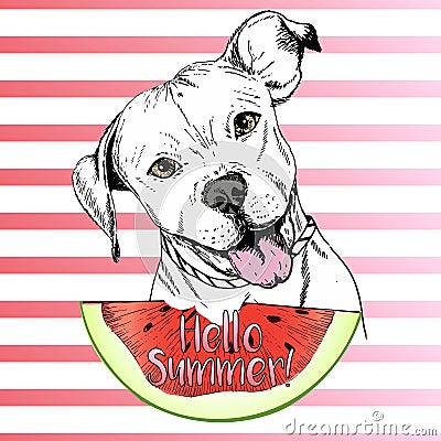 Vector hand drawn illustration of english pitbull dog eating the watermelon slice. Hello summer. Vector Illustration