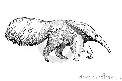 Vector hand-drawn illustration of giant anteater in engraving style. Black and white sketch of animal of South America Vector Illustration