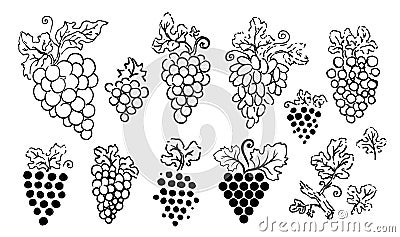 Vector hand drawn illustration of grapes silhouette on white background. Vector Illustration