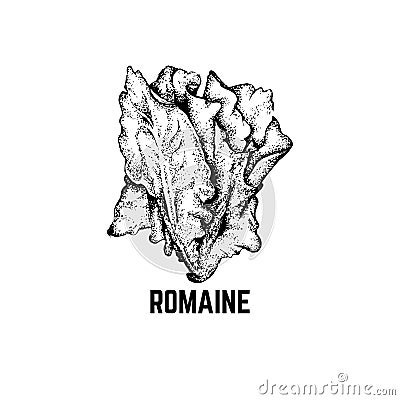 Vector hand drawn illustration of romaine. Vector Illustration