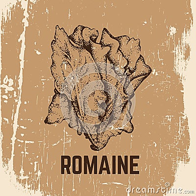 Vector hand drawn illustration of romaine. Vector Illustration