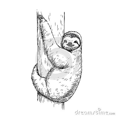 Vector hand-drawn illustration of a sloth in the style of engraving. A sketch of a wild Brazilian animal isolated on a white Vector Illustration