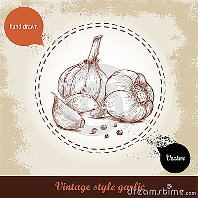 Vector hand drawn illustration with spice garlics and black peppercorn on grunge old background. Vector Illustration